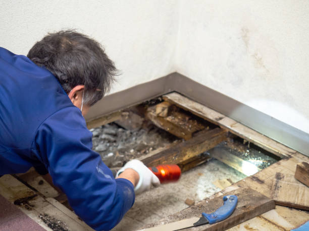 Best Same-Day Mold Removal  in Cathcart, WA