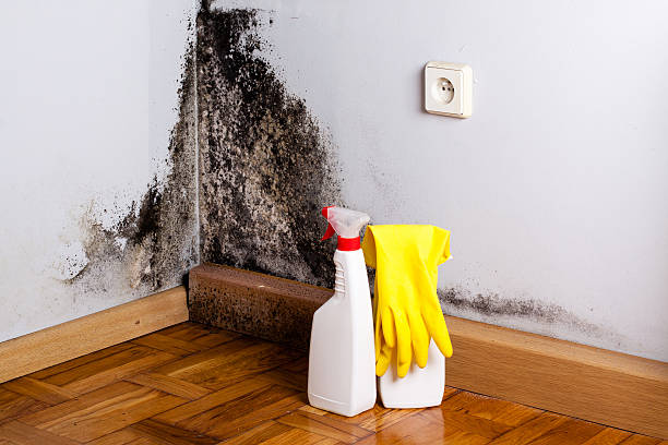 Best Affordable Mold Removal  in Cathcart, WA